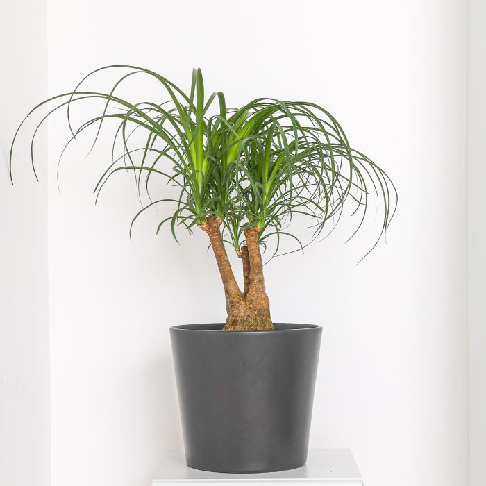 LARGE Beaucarnea nolina recurvata Multi Stem Pony Tail Palm