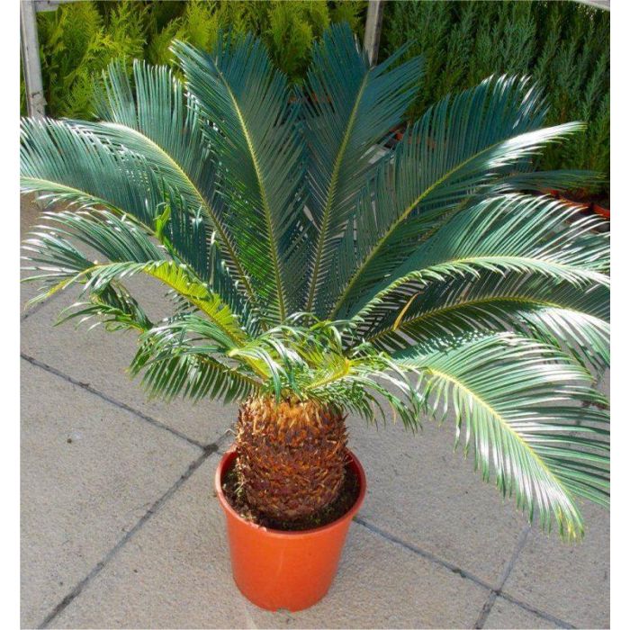 Giant Cycad Cycas revoluta King Sago Palm Tree Specimen 60 80cm