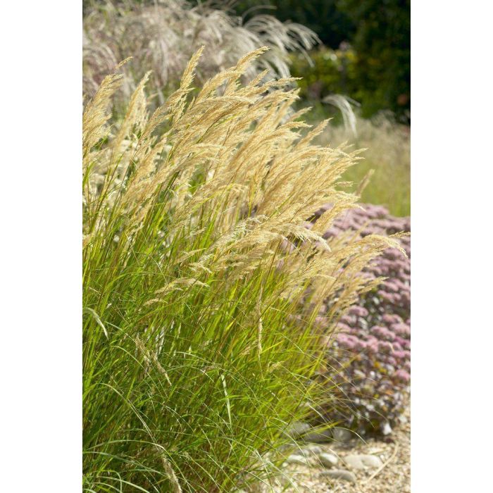 Stipa calamagrostis deals