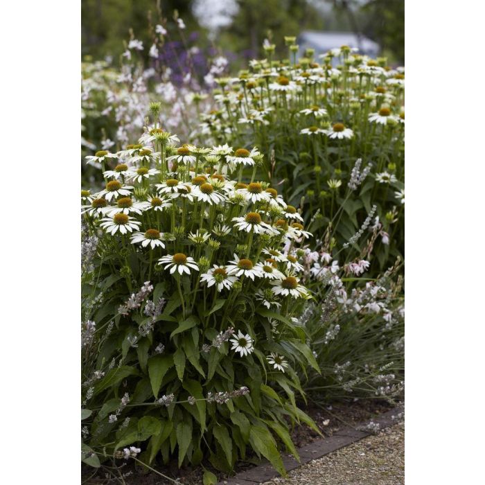 Echinacea purpurea cheap white swan