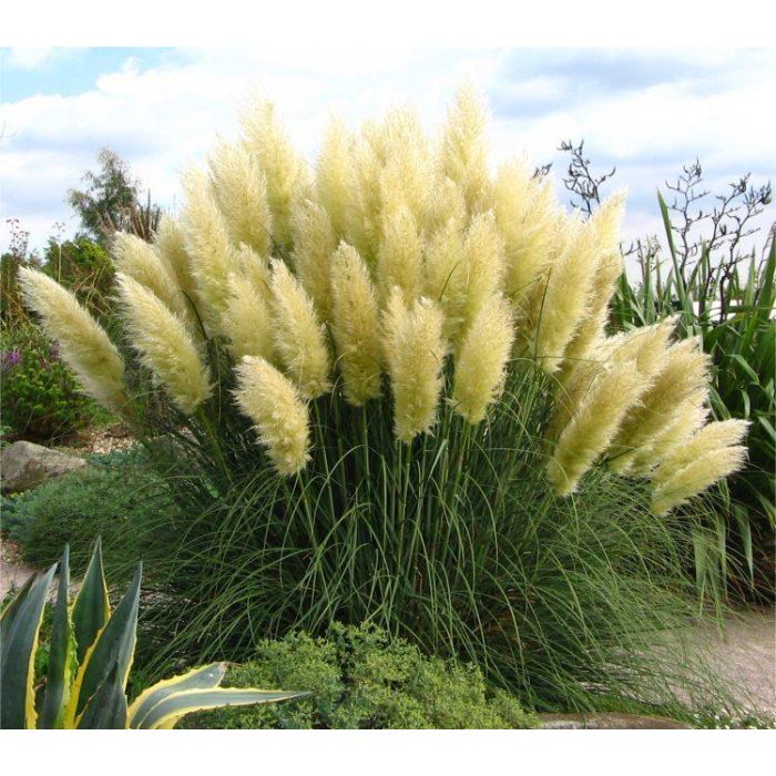 Cortaderia pumila sales