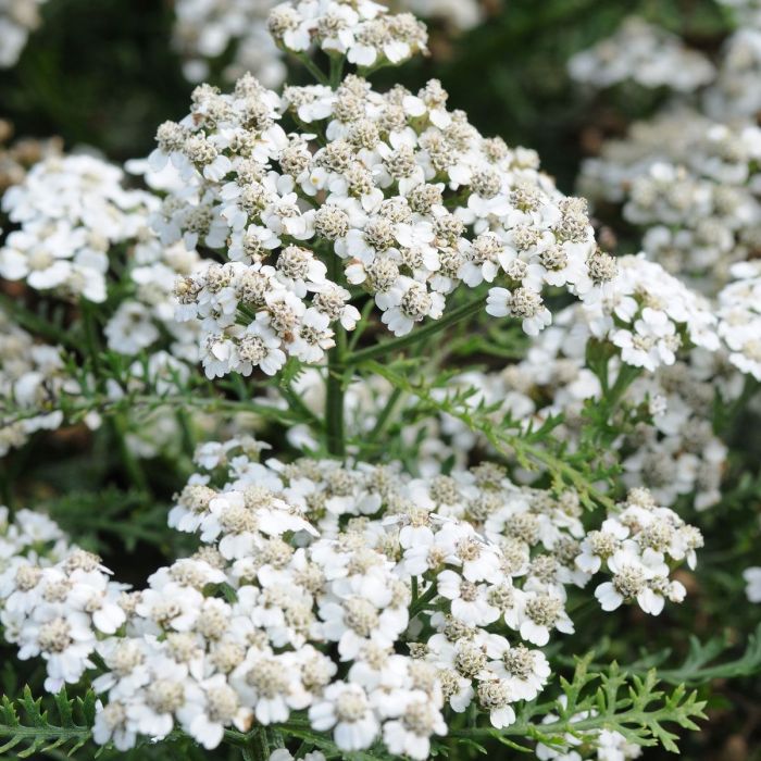 White yarrow shop