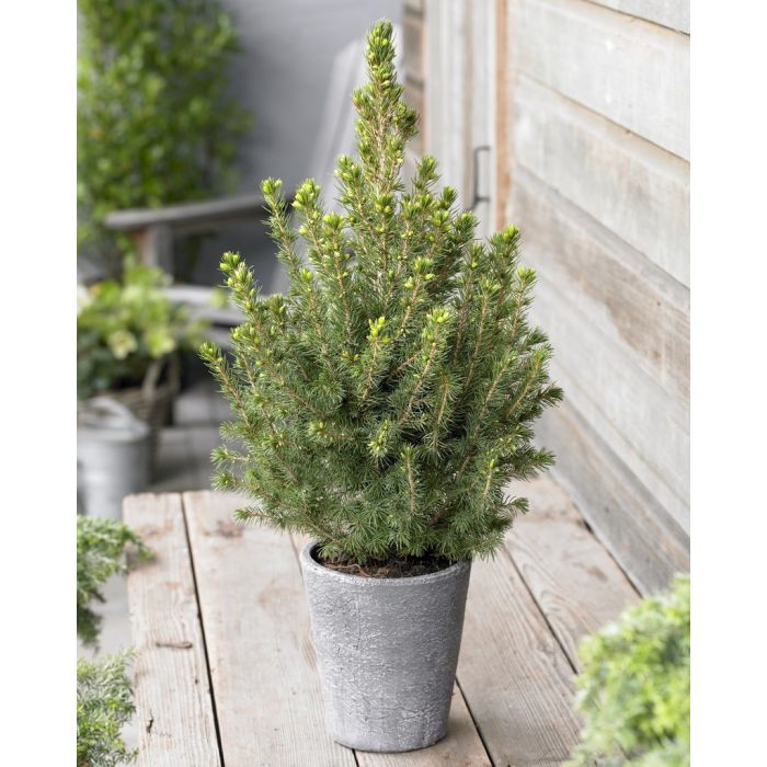 Small real on sale tabletop christmas tree