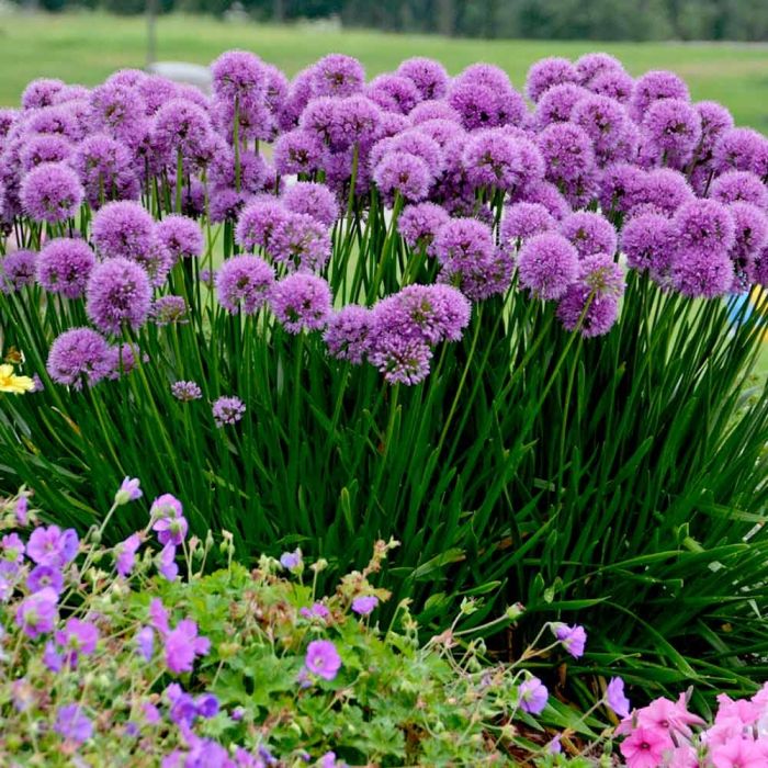 Allium senescens Millenium Amazing Summer Flowering Allium