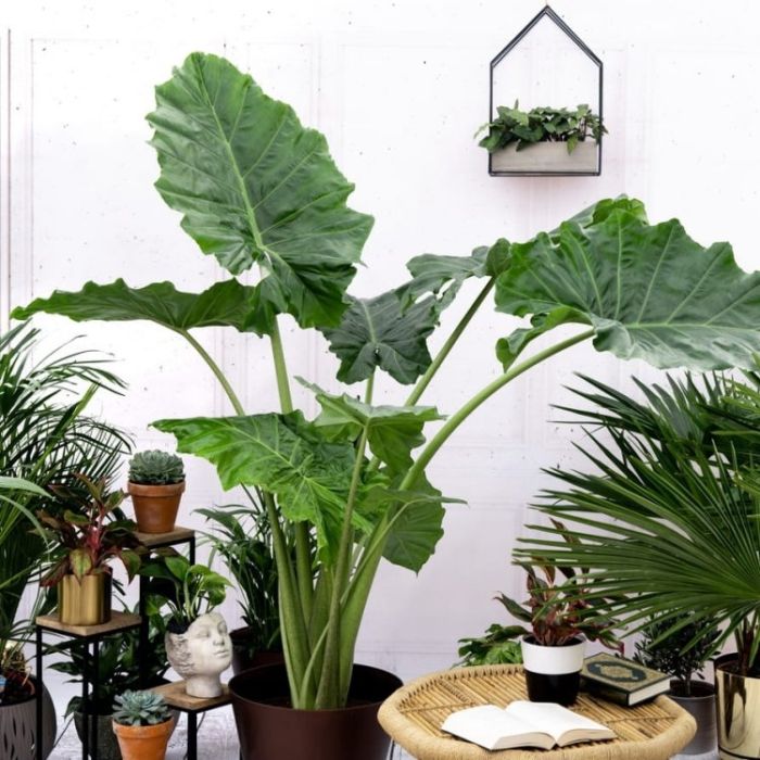 Alocasia 'Portodora' main image 1