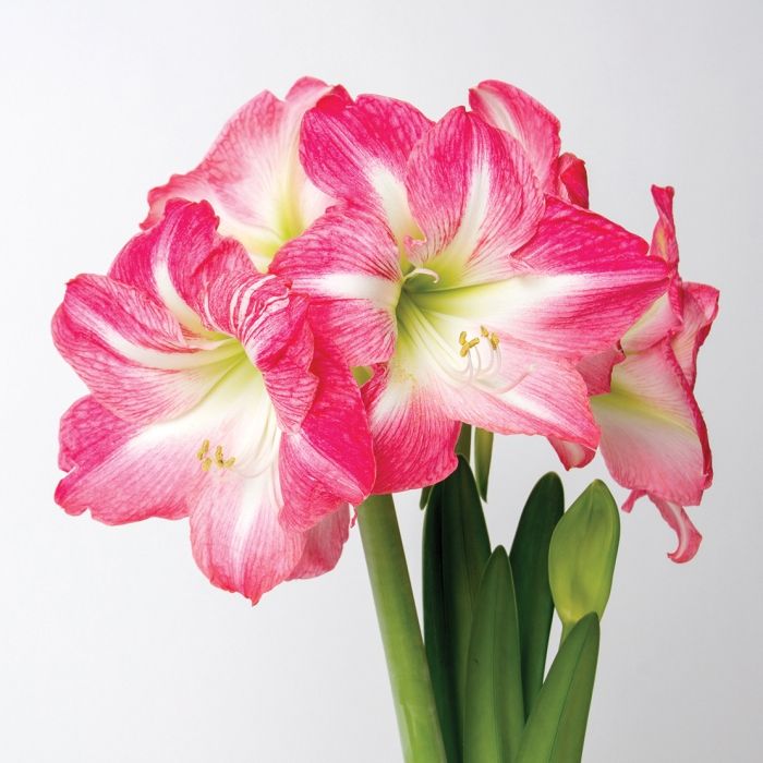 Giant Flowered Amaryllis Hippeastrum Multiflowering EXPOSURE PINK STAR