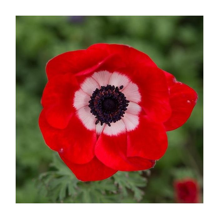 Red outlet anemone flower
