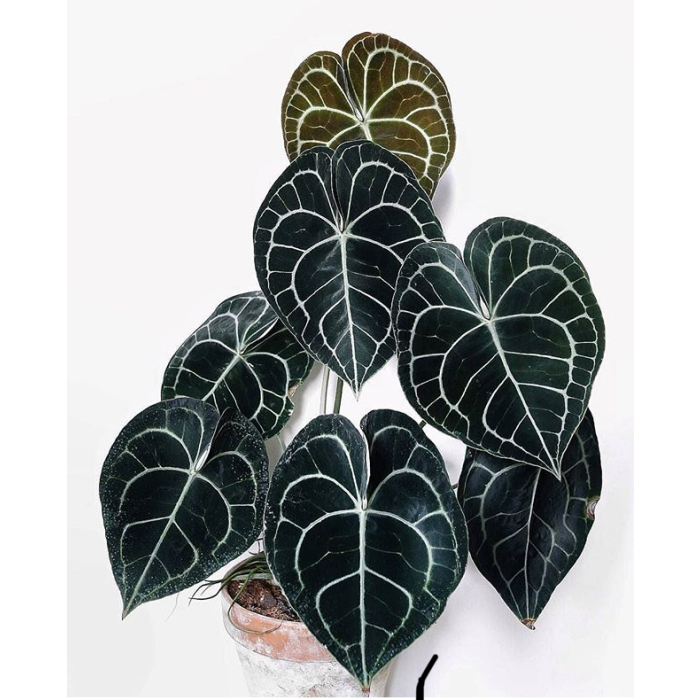 Anthurium clarinervium