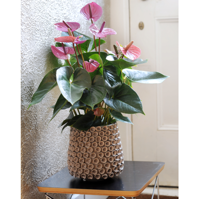 Anthurium Andreanum Flamingo Flower Purple