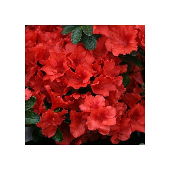 Rhododendron japonica Santa Maria (Azalea) Evergreen Rhododendron