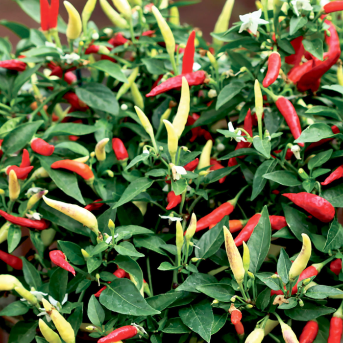 Chilli Pepper Basket of Fire