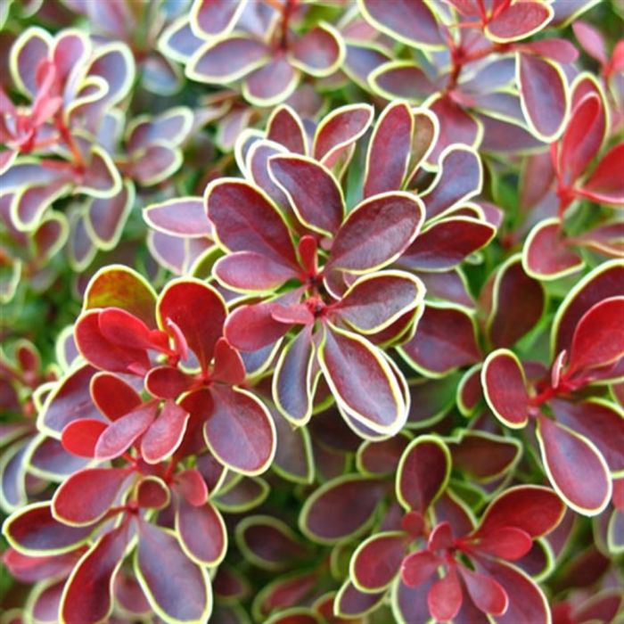 Image of Save &pound5: Berberis Admiration