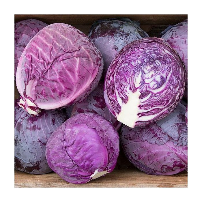 Cabbage 'Red Jewel' Pack of TWELVE Plants