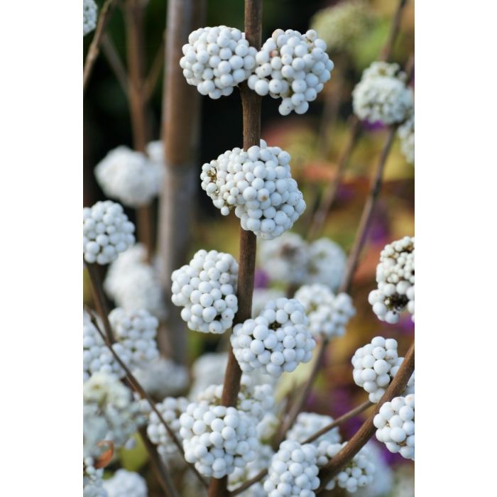 White Beautyberry Plant