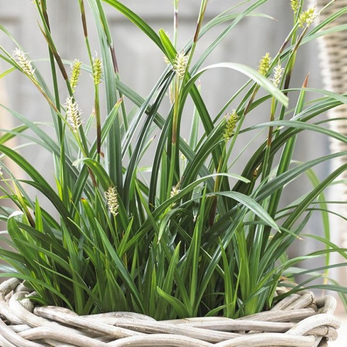 Carex morrowii irish green deals