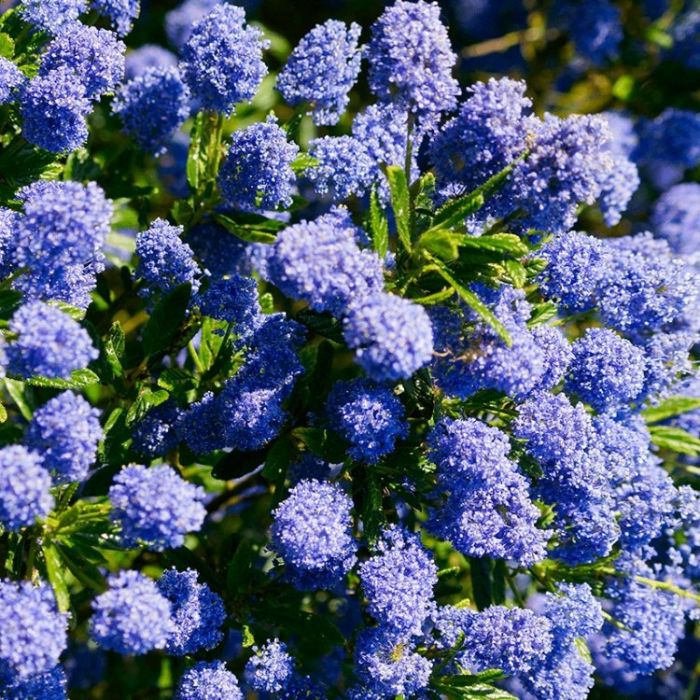 Ceanothus 'Cynthia Postan' Large Plant