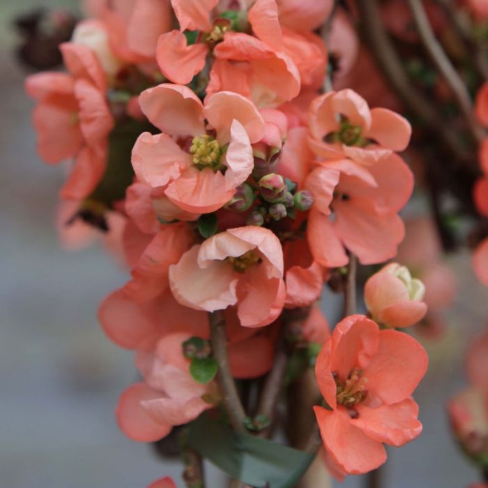 Chaenomeles x superba 'Salmon Horizon' Flowering Quince