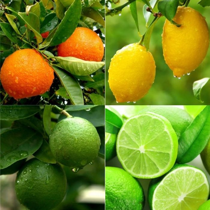 Patio Citrus Tree Collection Orange, Lemon & Lime Tree + Free Citrus Feed