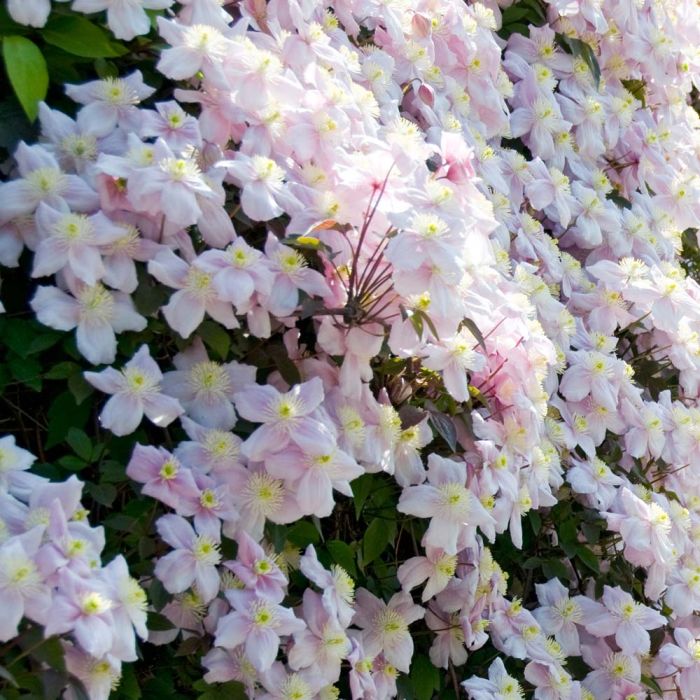 spring flowering climbers
