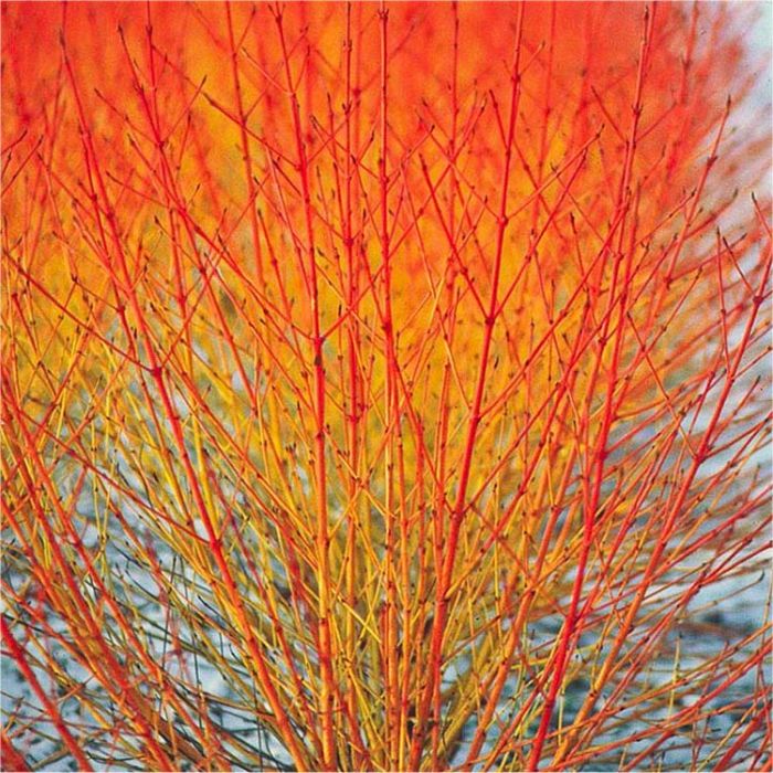 EXTRA LARGE Cornus sanguinea Midwinter Fire - Super bushy Winter Beauty  Dogwood