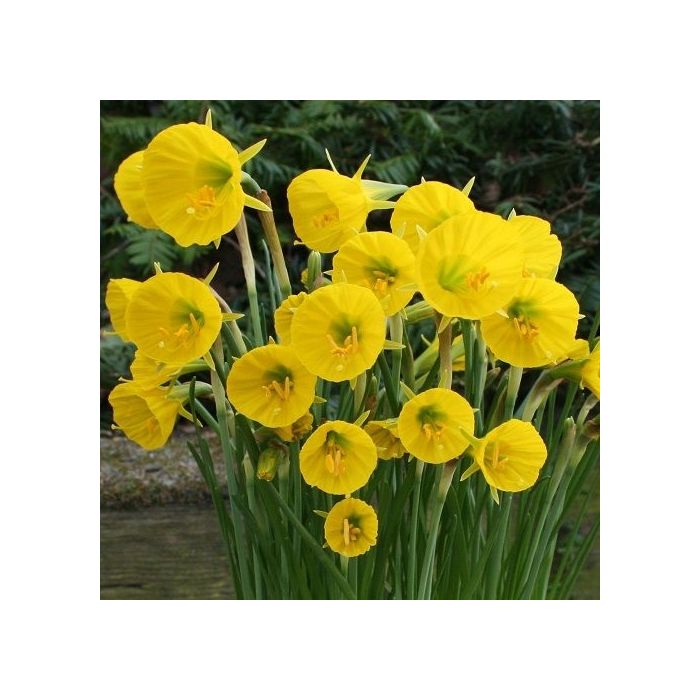 Narcissus Oxford Gold Pack of 12 Daffodil bulbicodium Bulbs