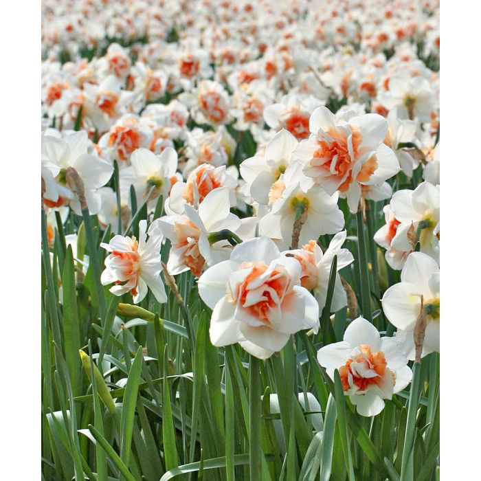 Daffodil Replete, Value Pack