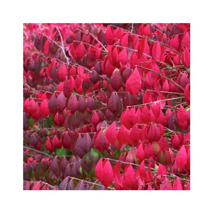 Euonymous Alatus Burning Spindle Bush Euonymus XXXL 150cm Heavy