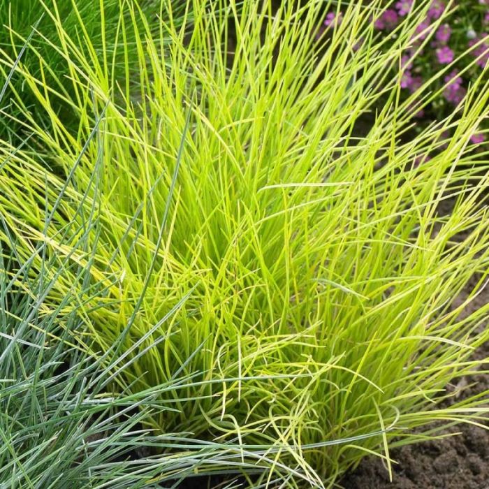 Festuca Glauca Golden Toupee festuca-glauca-golden-toupee