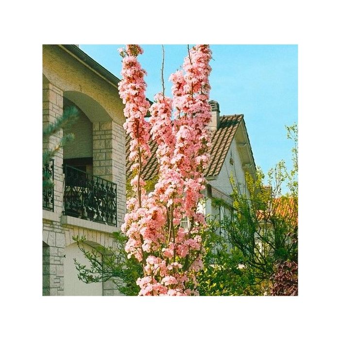 Japanese Flagpole Flowering Cherry Tree Prunus amanagawa 200250cms