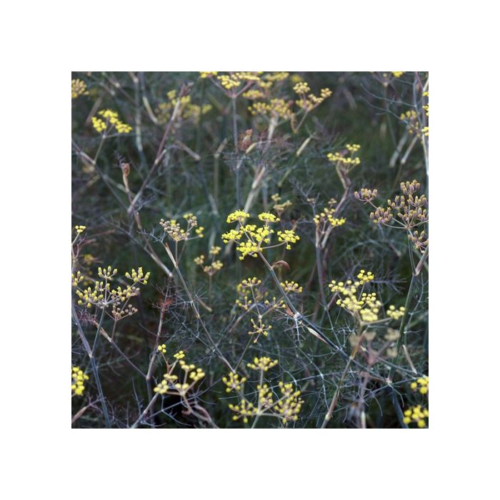 Foeniculum vulgare Giant Bronze Purple Fennel