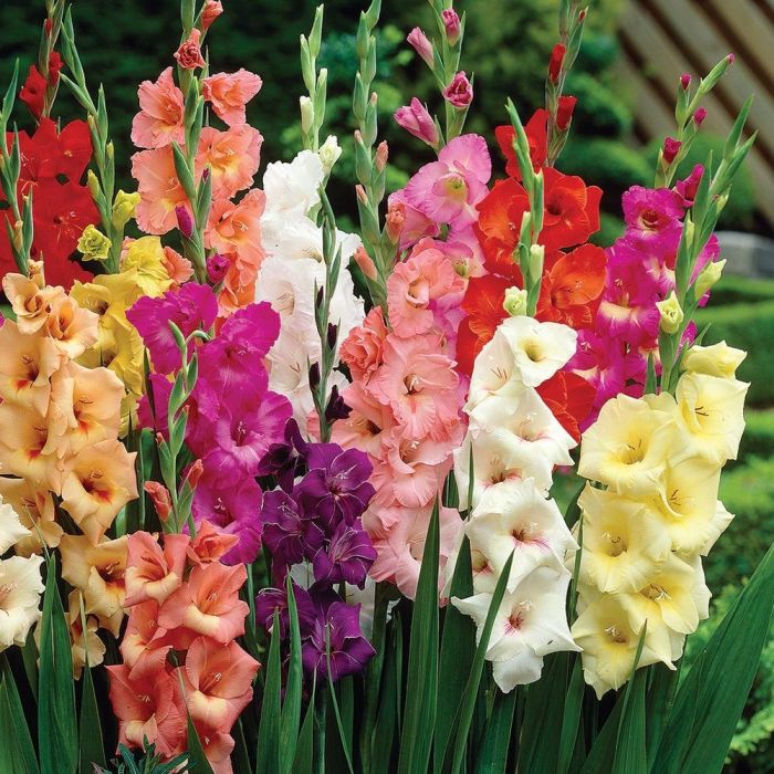 Gladiolus Giant Flowered Carnival Mixture Pack of 100 Glamorous Gladioli