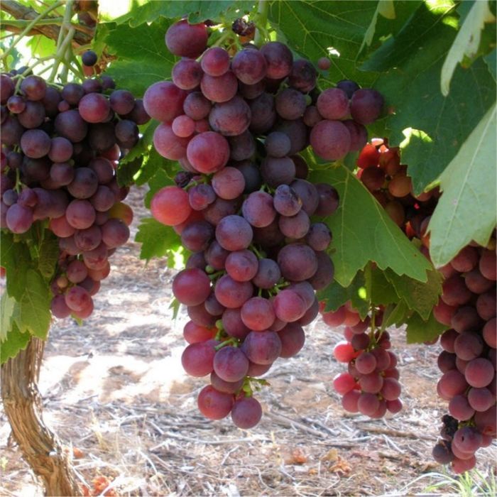 Large circa 5 6ft Grape Vine Vitis vinifera Cardinal