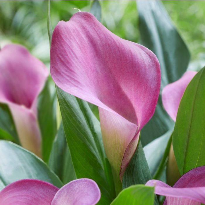 Zantedeschia - Grape Velvet - 1 bulb main image 1