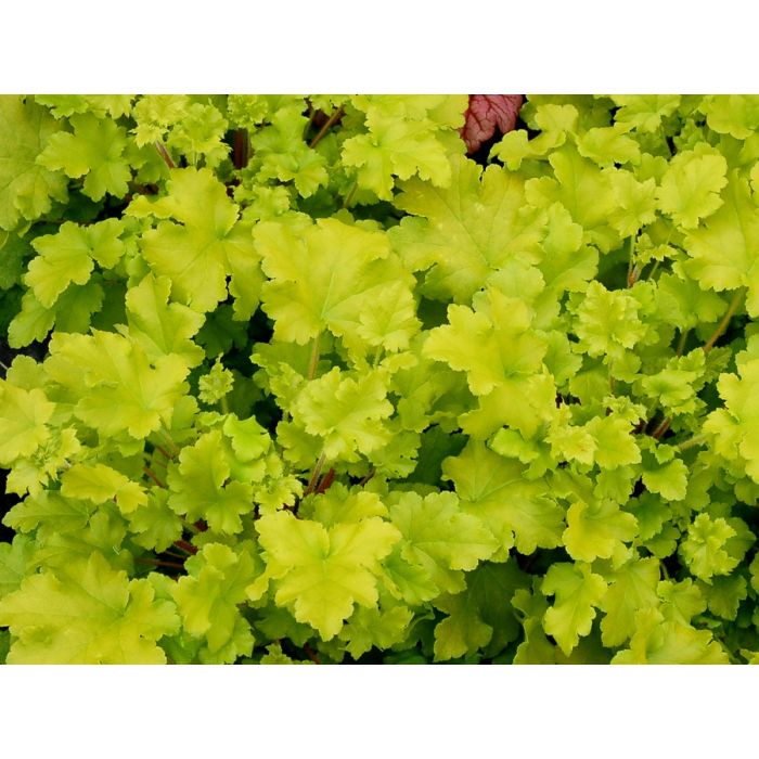 Heuchera 2025 lime marmalade