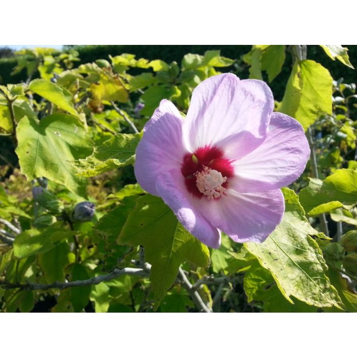 Lilac hibiscus deals