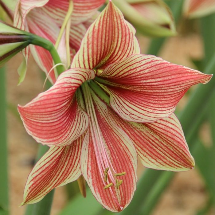 WINTER SALE Amaryllis Exotic Star Hippeastrum Bulb