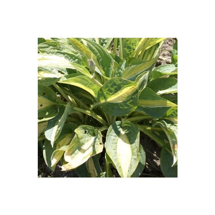 Hosta 'Hot Kiss' Pack of 3 Bare Root