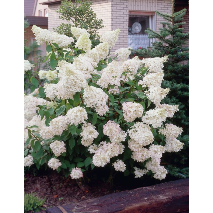 Hydrangea paniculata grandiflora sale