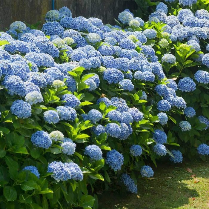 Hydrangea shrub sales