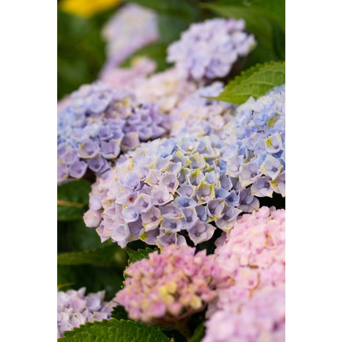 Hydrangea magical shop