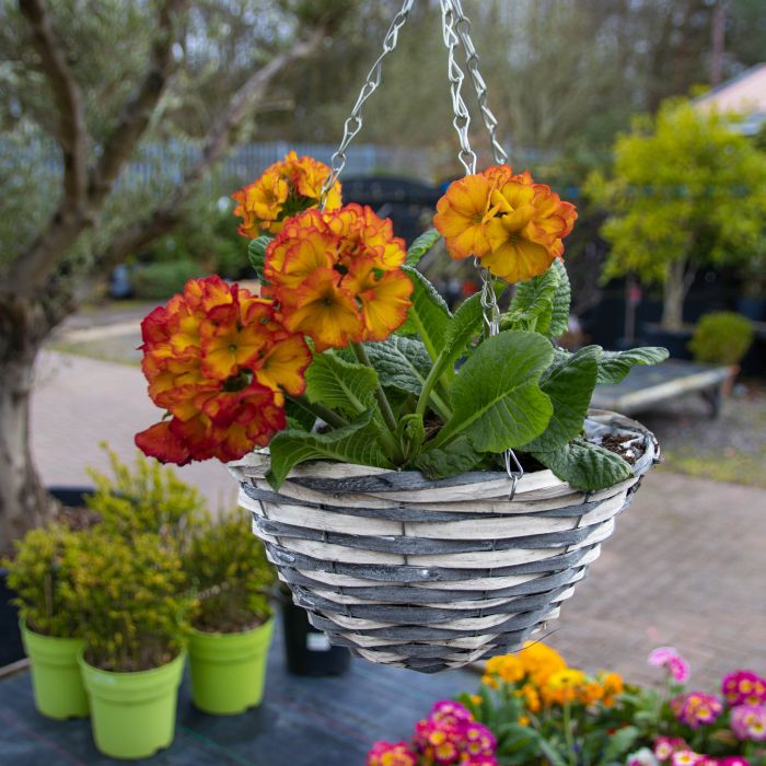 SPECIAL DEAL Hanging Basket Premium Grey (30cm)