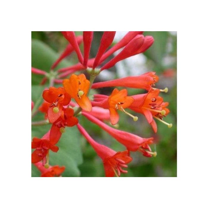 Lonicera x brownii Dropmore Scarlet Scarlet Trumpet Honeysuckle