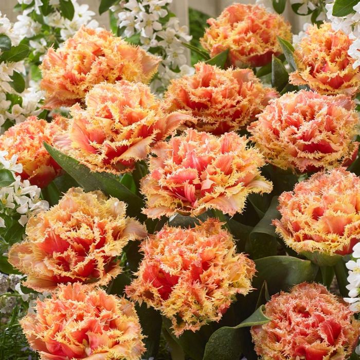 Tulip Brisbane Double Fringed Aussie Tulips Pack of 6 Bulbs