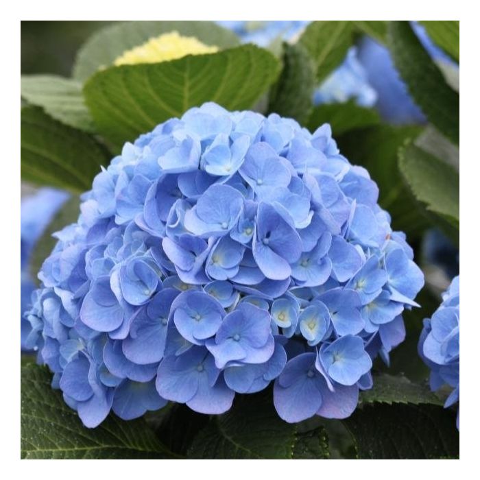 Hydrangea macrophylla Elbtal Large Flowered Mophead Hydrangea XXL Plants