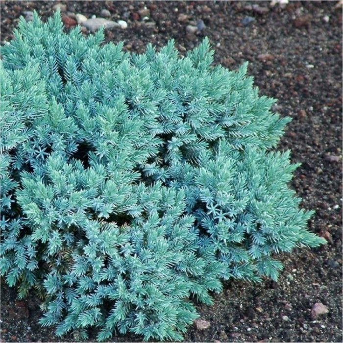 Juniperus squamata 'Blue Star' Dwarf Slow Growing Conifer