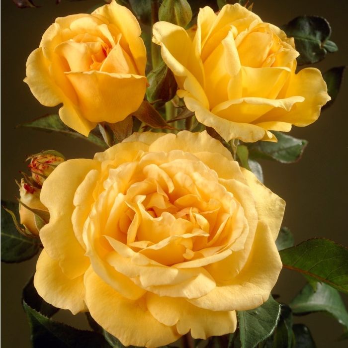 Large 5-7ft Specimen Climbing Rose - Landora