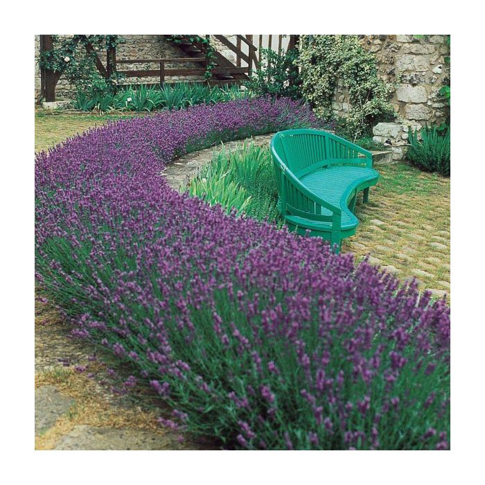 Fragrant Blue Scent English Lavender Plants Lavandula angustifolia