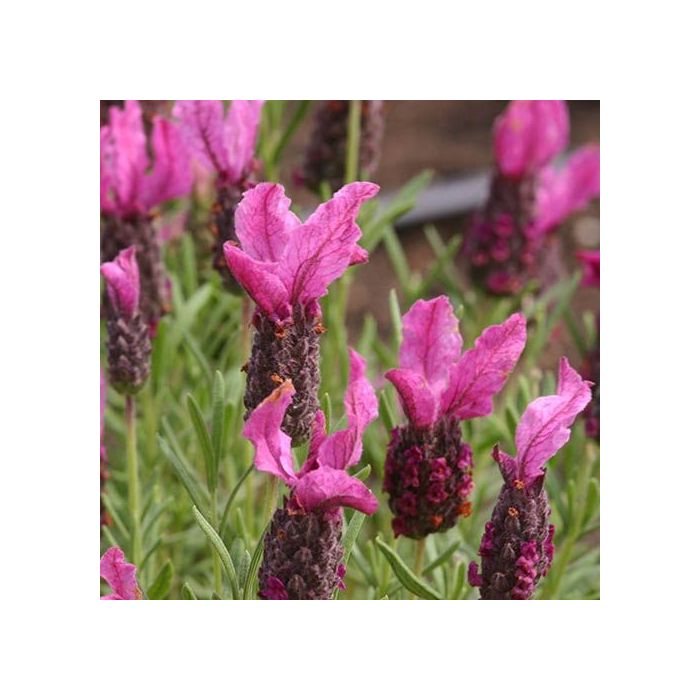 Lavandula Bella Hot Pink - Pink Summer Flowering French Lavender