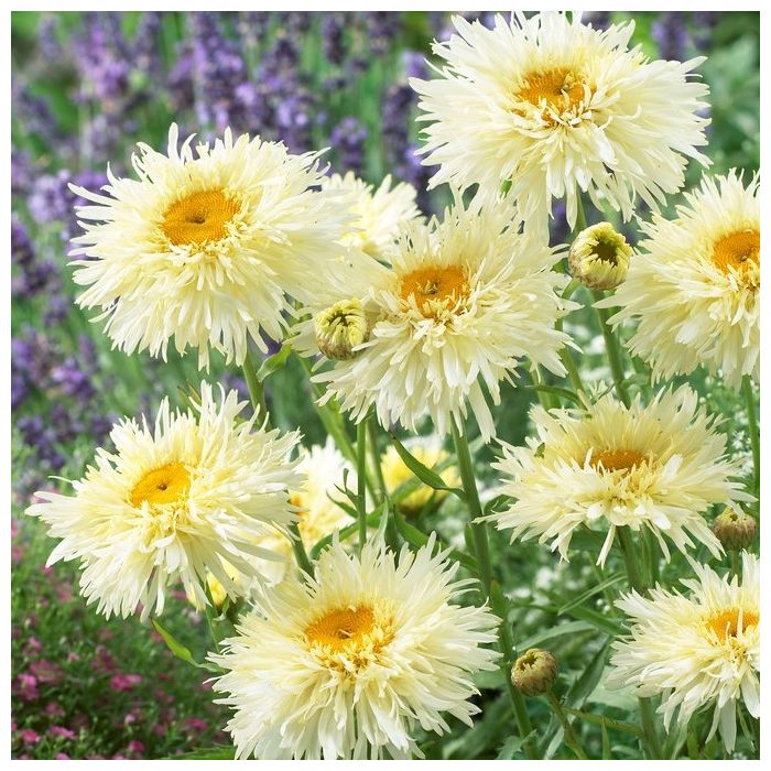 Chrysantheum Leucanthemum Snowdrift Crazy Daisy Pack Of TWO chrysantheum-leucanthemum-snowdrift-crazy-daisy-pack-of-two