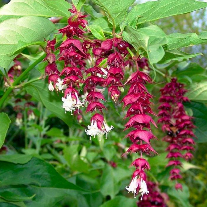 Leycesteria formosa Pheasant Berry Himalayan Honeysuckle